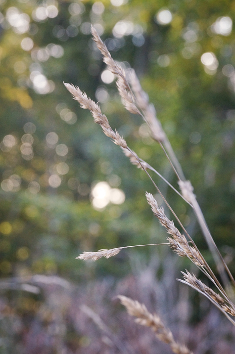 I have no idea why I'm so obsessed with bokeh lately.